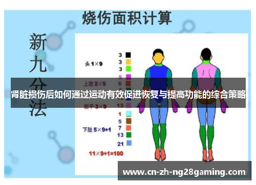 肾脏损伤后如何通过运动有效促进恢复与提高功能的综合策略 肾脏损伤后如何通过运动有效促进恢复与提高功能的综合策略
